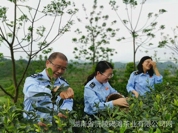 采茶基地