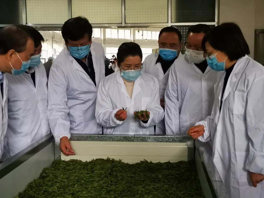 湖南省沅陵碣滩茶业有限公司,沅陵碣滩茶,茶叶加工销售,茶文化传播 湖南省沅陵碣滩茶业有限公司,沅陵碣滩茶,茶叶加工销售,茶文化传播