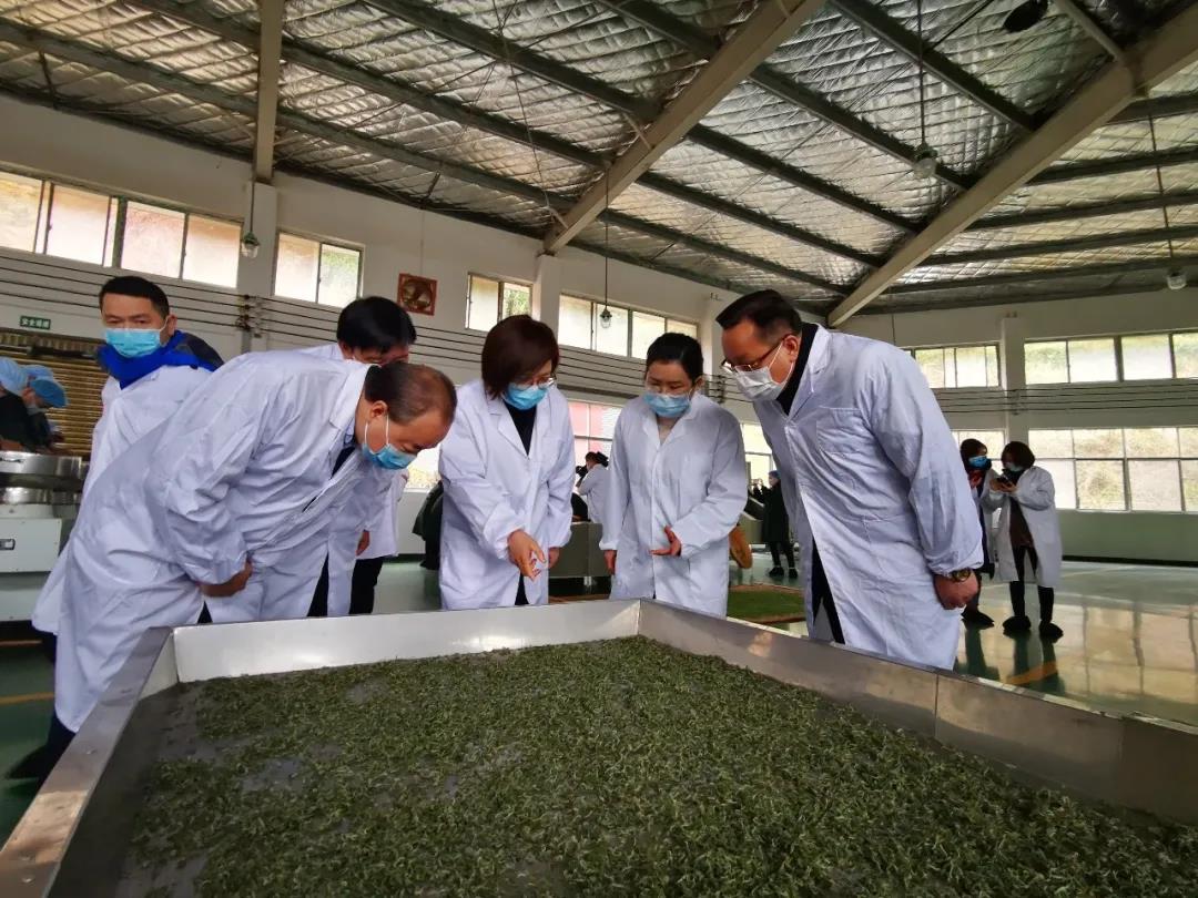 湖南省沅陵碣滩茶业有限公司,沅陵碣滩茶,茶叶加工销售,茶文化传播 湖南省沅陵碣滩茶业有限公司,沅陵碣滩茶,茶叶加工销售,茶文化传播