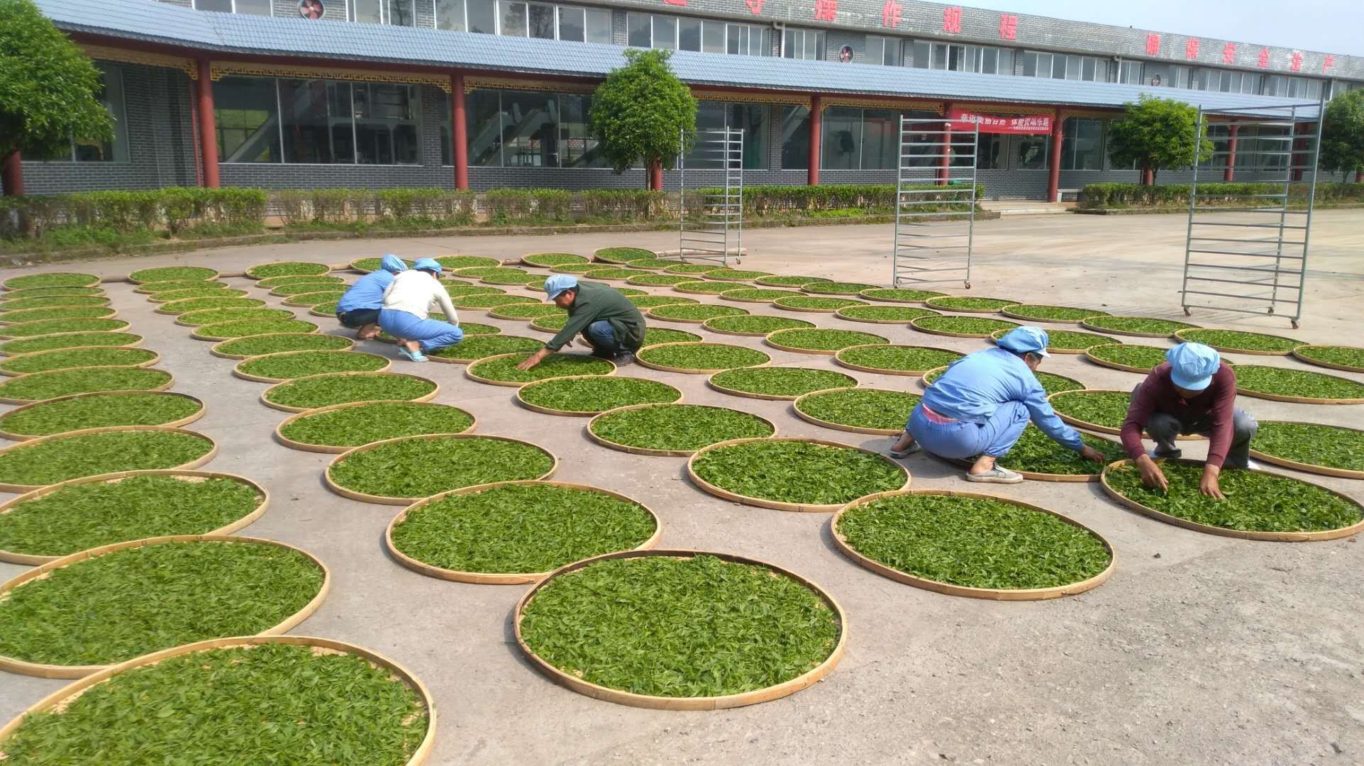 湖南省沅陵碣滩茶业有限公司,沅陵碣滩茶,茶叶加工销售,茶文化传播